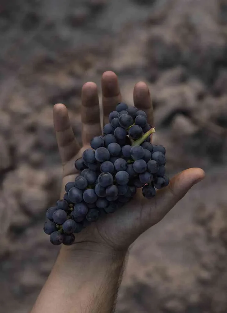 mano-uvas